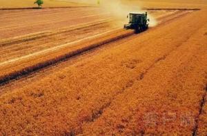 擦亮粮食生产这张王牌