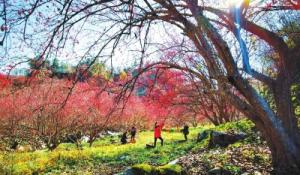 西峡山茱萸喜获丰收