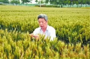 许为钢当选中国工程院院士 河南迎来首位“小麦院士”