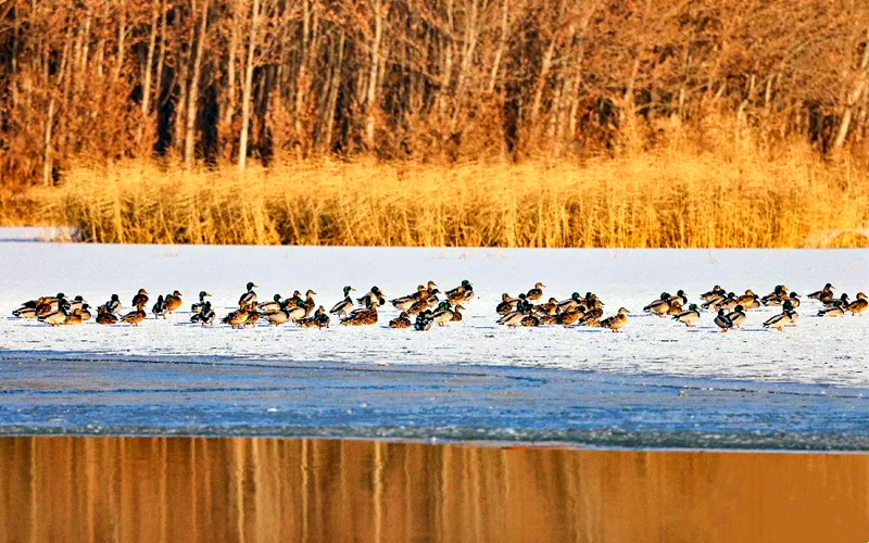 来博州，看候鸟翱翔起舞！
