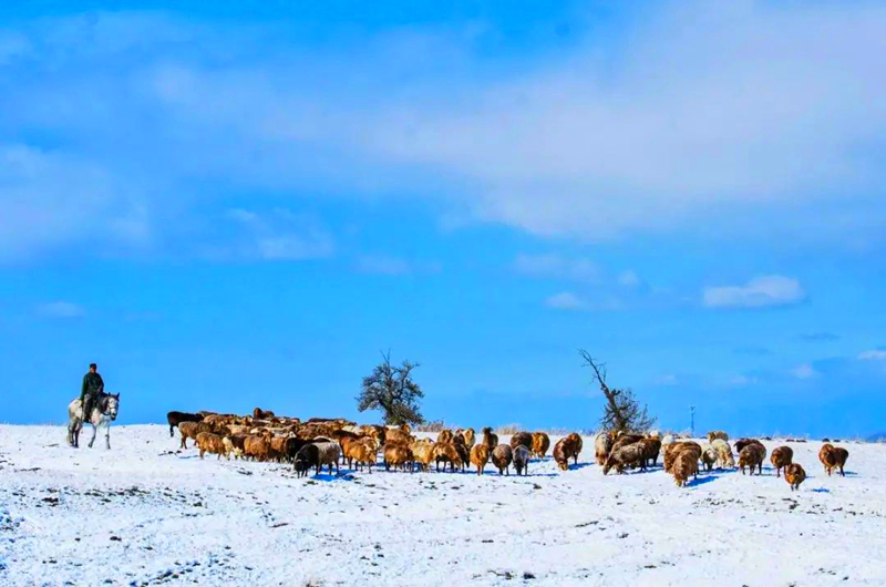 那拉提的雪景让你心动了吗？