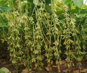 河南大豆新品种“豆坚强”受热捧