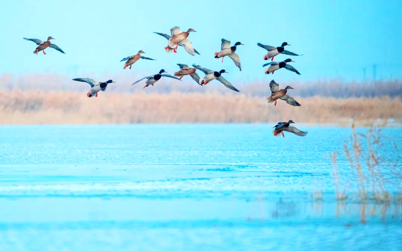 【特别推荐】看，绿头鸭！