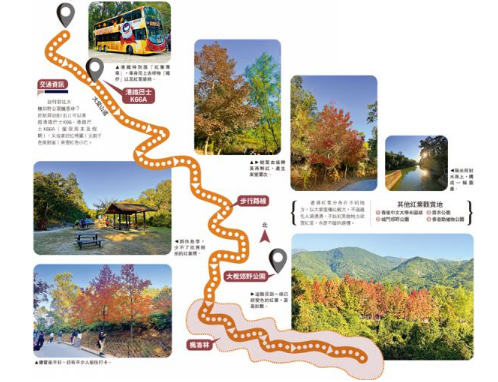 ﻿冬游元朗/山道丹枫 赏大棠最动人风景