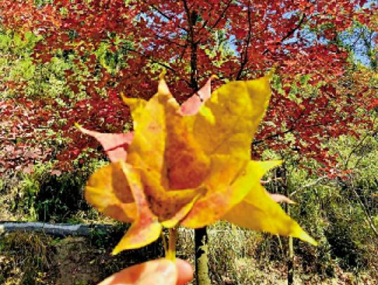 HK人与事/大棠赏枫