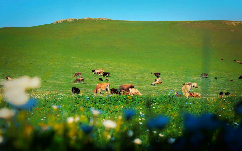 塔城塔尔巴哈台山 美得无与伦比