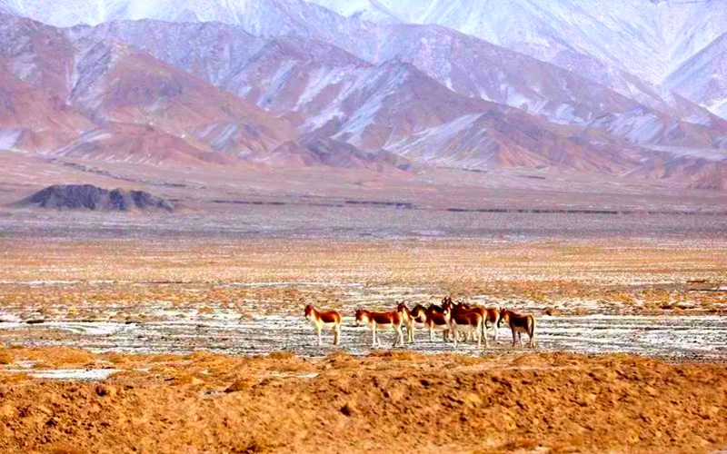壮美新疆巴州，阿尔金山游记！