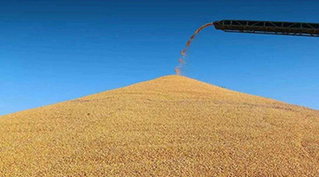 中央一号文件：确保全年粮产超1.3万亿斤