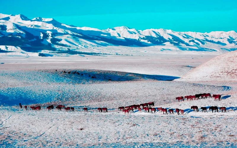 人间仙境风雪秘界｜那拉提摄影作品展（三）