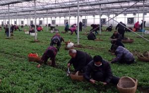 老区企业播撒致富春苗 造福百姓