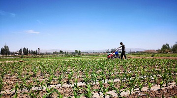 全国政协委员王伟明：加快推进东北地区中药材产业高质量发展