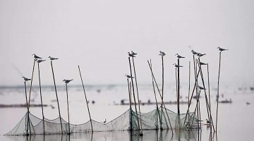 部分住湘全国政协委员联名呼吁开展生态疏浚复苏洞庭湖生态环境