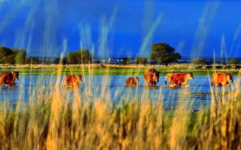 新疆塔城库鲁斯台草原—心灵的净土