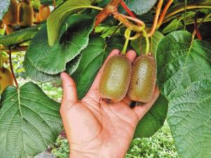 “打卡神农藏宝图”系列报道之二：中原猕猴桃“种”进意大利