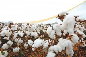 “打卡神农藏宝图”系列报道之五：河南棉花种 做强“中国芯”