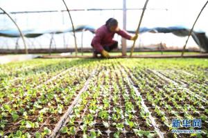 河南最大蔬菜制种基地种子首次走出“国门”