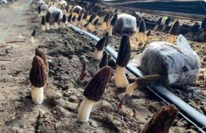 河南“天山雪菇”为哈密农户撑起“致富伞”