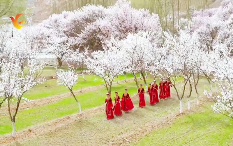 一年一次赴花约！帕米尔高原迎最美杏花季