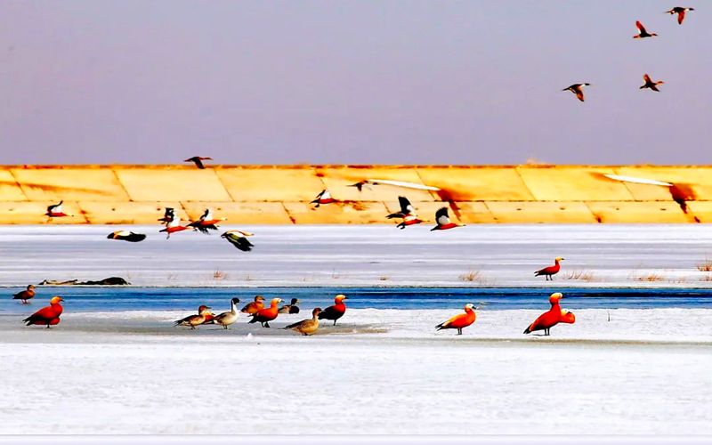 新疆木垒颜色 | 坎儿井春鸟图