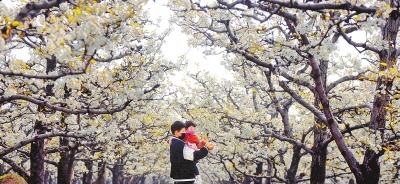 梨花风起 踏青游玩