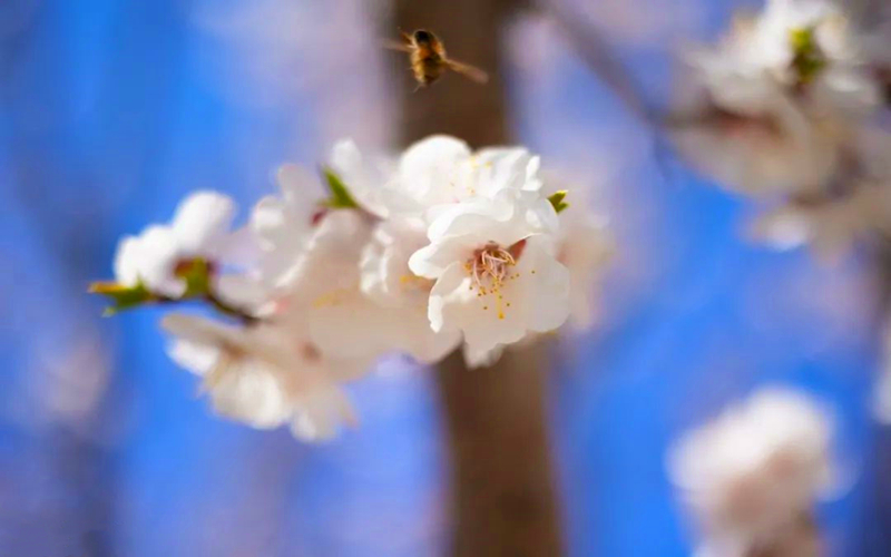 天山天池的花儿有多“上镜”？