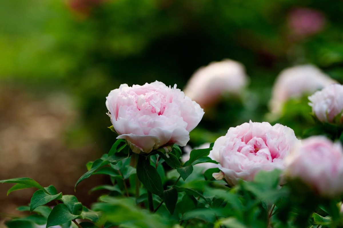 牡丹花开真国色 科大赏花正当时
