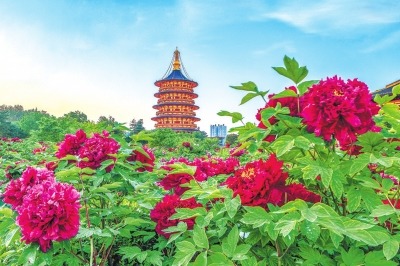 云“赏”牡丹春无限