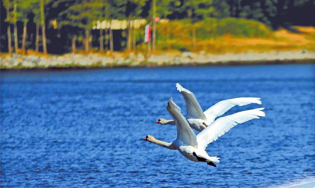 “我在龙湖安家啦”