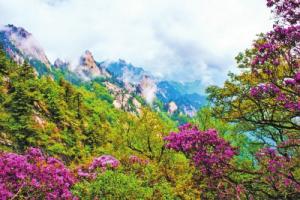 春深何处觅 尧山赏杜鹃