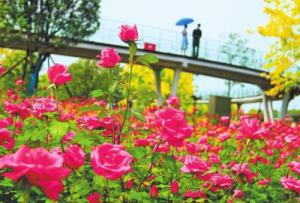 月季飘香迎宾朋