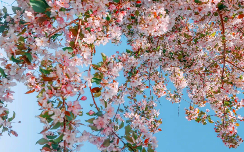 【五一】新疆乌尔禾国际文旅度假区：海棠花开迎客来