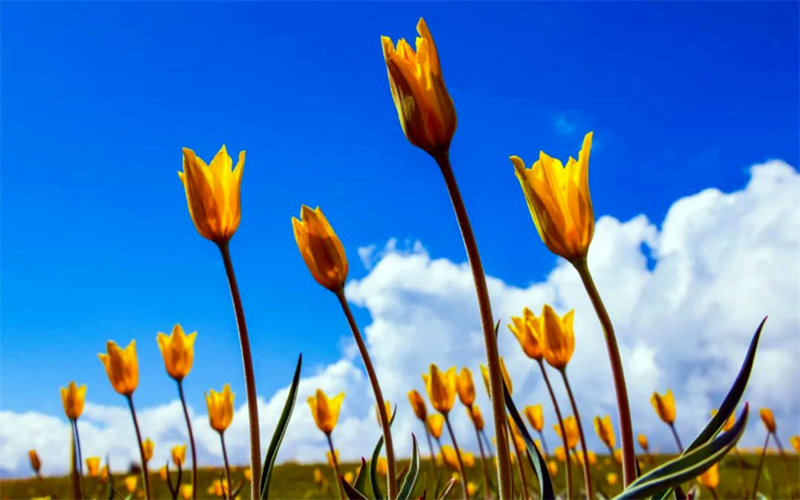 山河博州 | 赛里木湖郁金香