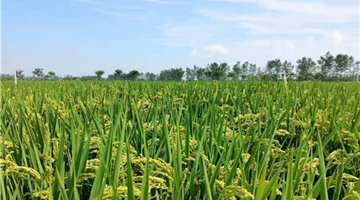 亨氏推出“蕴纯”婴幼儿有机营养米粉 布局高端辅食市场