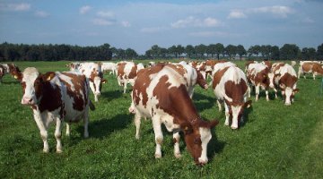 内蒙古下拨养殖场补贴资金3.48亿元，推动奶业振兴