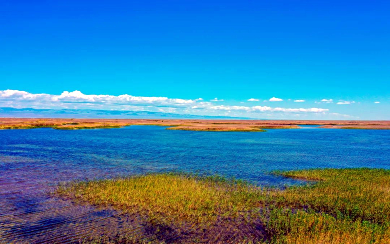 生态优美的新疆艾比湖成为野生动物乐园