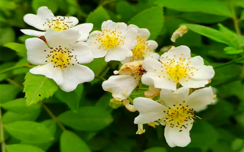 天山天池景区赏花图鉴已送达，快点击收藏吧~~~