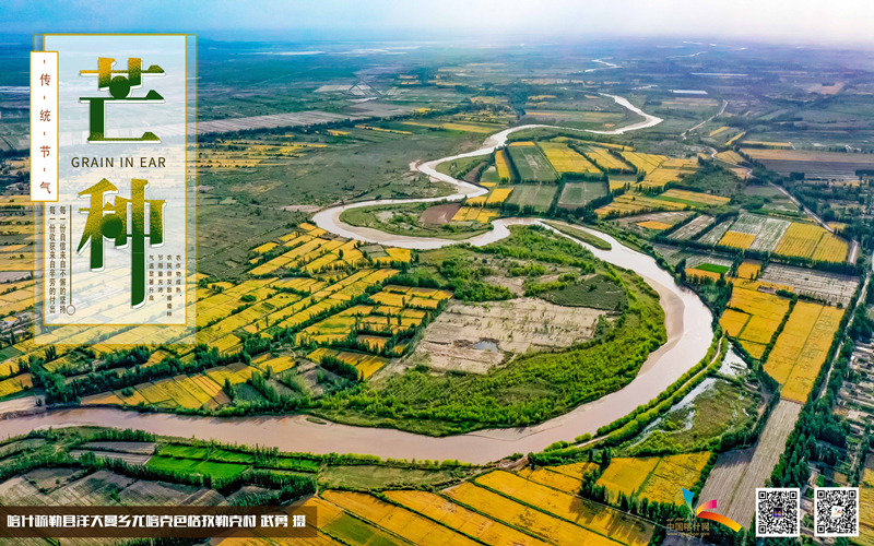二十四节气 之芒种 | 喀什收麦忙