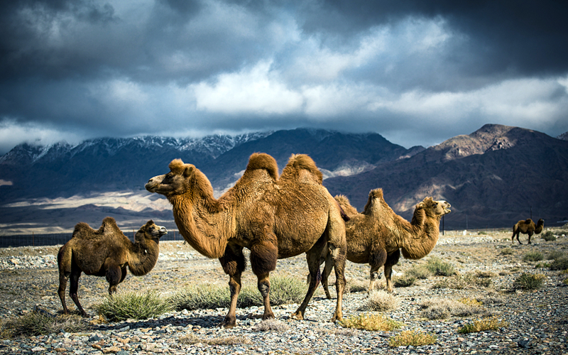 探寻富蕴卡拉麦里，发现隐秘的动物世界
