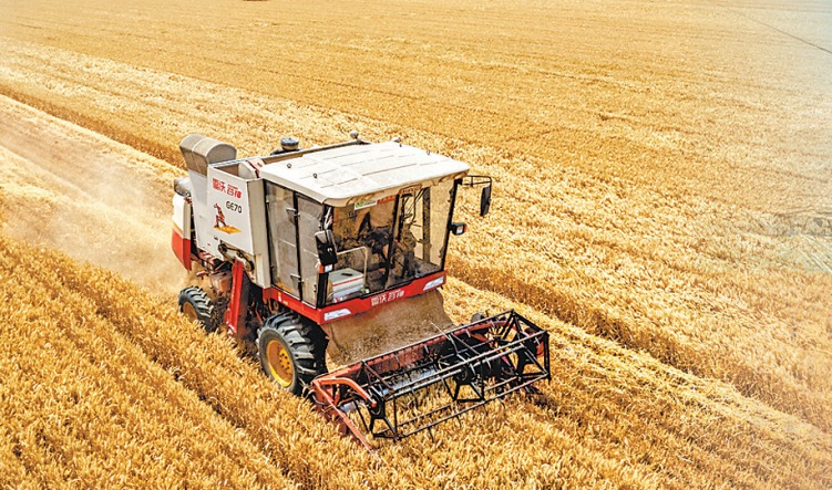 856.5公斤！南阳小麦单产再创纪录