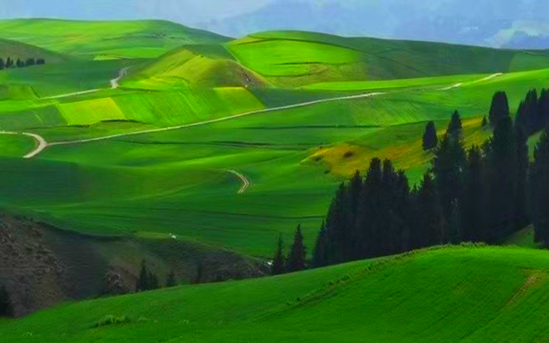 微摄看新疆 | 6月走进绿草如茵地