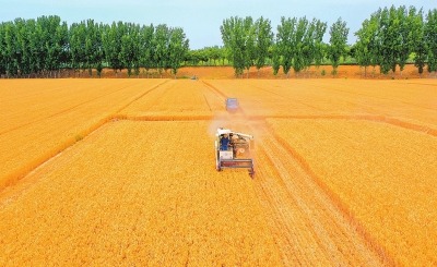 河南小麦“三高”的背后