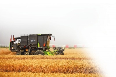 豫北蓄滞洪区小麦丰收在手