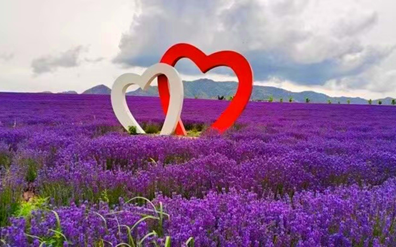 微摄看新疆 | 来自中国最大薰衣草之乡的诱惑