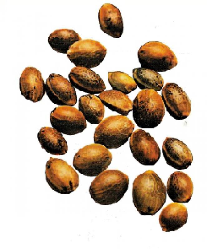 ﻿药食同源/火麻仁润肠通便