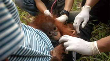 已波及58个国家！世界卫生网络宣布猴痘为大流行病