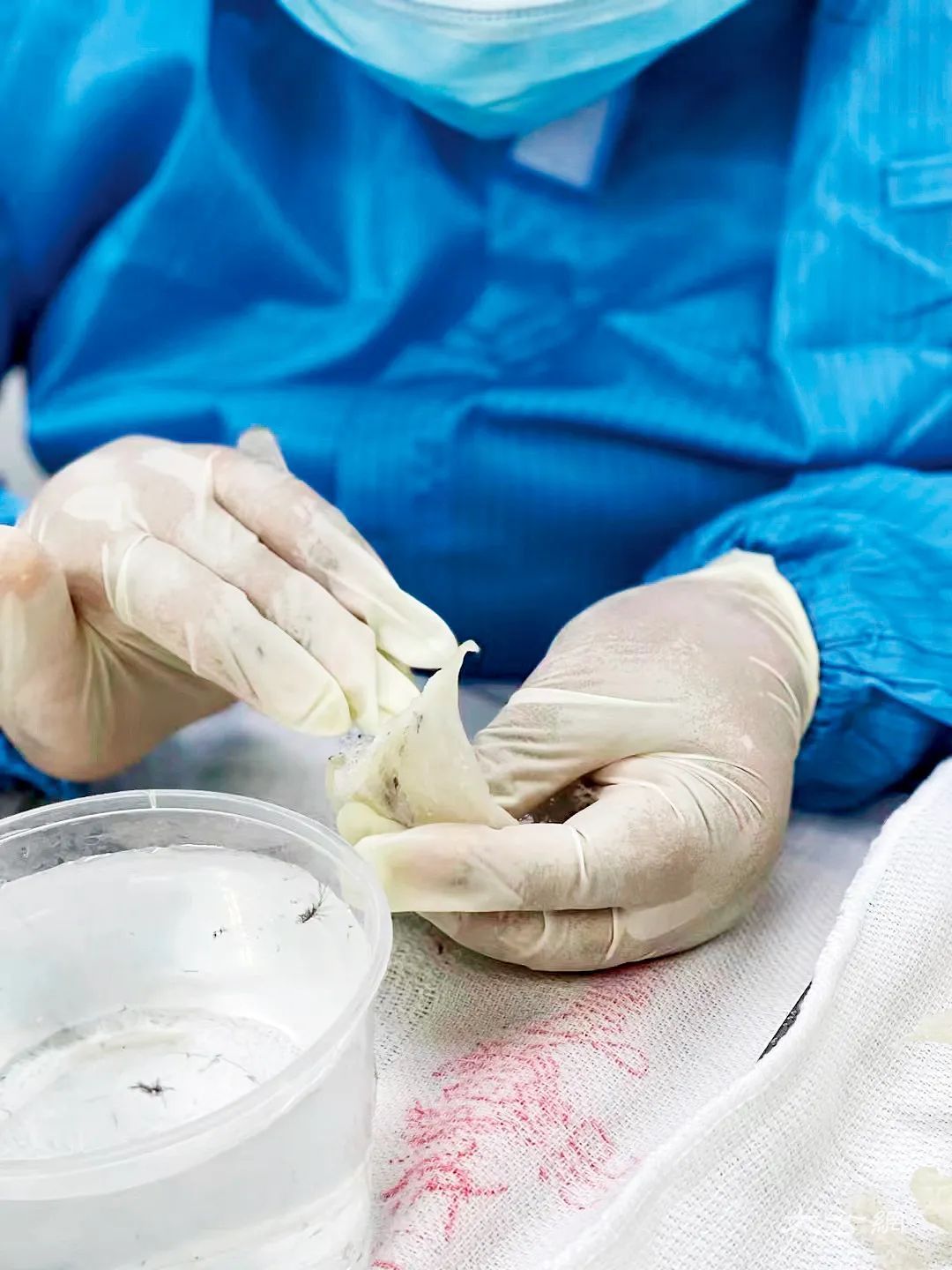 贴码”问题泛滥，你买到的是“真”燕窝吗？