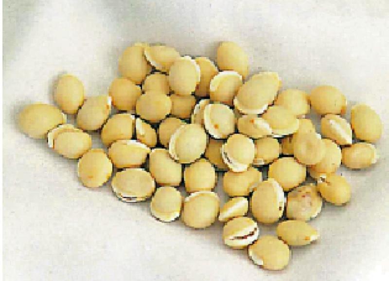 ﻿药食同源/扁豆解暑化湿