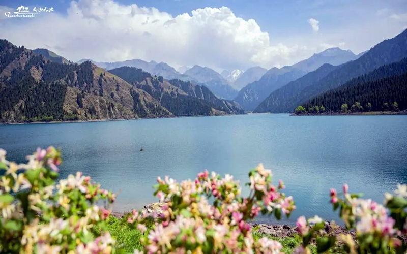 天山天池的夏天，“藏”在诗里。
