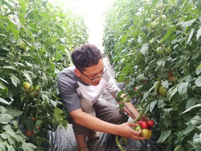 黄河边有群年轻的“新农人”