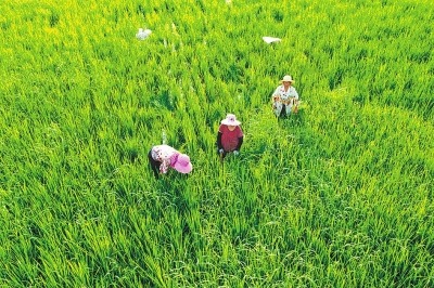清除水稻田杂草忙